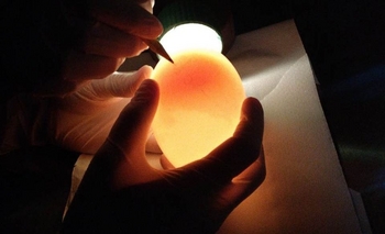 Cóndor Andino: primer huevo del 2019 Imagen de la nota: Cóndor Andino: primer huevo del 2019