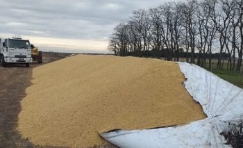 Imagen de la nota: Denuncian ataques a silobolsas en campos de la Provincia