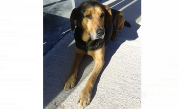 Imagen de la nota: Encontraron un perro y ahora buscan a sus dueños
