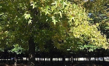 Imagen de la nota: Curso de plantación de árboles con fines ambientales