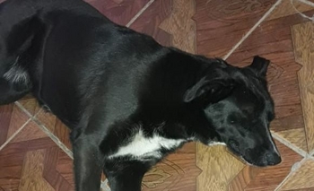 Imagen de la nota: Buscan a la familia de una perra perdida