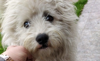 Imagen de la nota: Encontraron a un perro y buscan a sus dueños