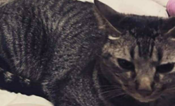 Imagen de la nota: Desesperada búsqueda de un gato en el barrio Mariano Moreno