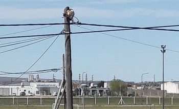 Imagen de la nota: Rescataron a un gato atrapado en cables de alta tensión