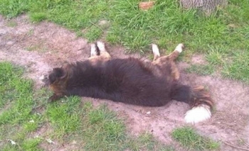 Envenenamiento de perros en el barrio Villa Mailín Imagen de la nota: Envenenamiento de perros en el barrio Villa Mailín