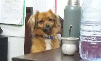 Imagen de la nota: La asombrosa historia de una perra que fue 