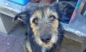 Imagen de la nota: Cronograma de la Campaña de Vacunación Antirrábica 2020