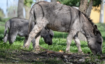 Imagen de la nota: Nació un burro enano en el Bioparque 
