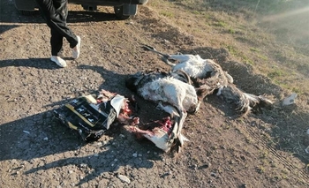 Imagen de la nota: Cazaban ilegalmente: secuestran avestruces muertas