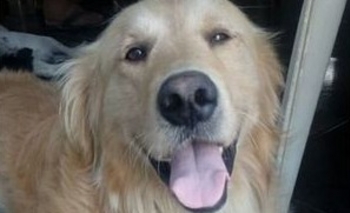 Imagen de la nota: Apareció el golden retriever que buscaban en Pueblo Nuevo