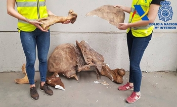 Imagen de la nota: Frustran contrabando de fósiles de dinosaurios a España