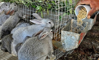 Imagen de la nota: Cómo criar conejos para autoconsumo