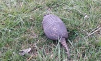 Liberaron a la mulita rescatada en el bioparque Imagen de la nota: Liberaron a la mulita rescatada en el bioparque