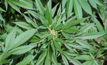 Piden que Ioma cubra el cannabis medicinal Imagen de la nota: Piden que Ioma cubra el cannabis medicinal