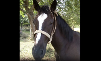 Imagen de la nota: Caballo extraviado