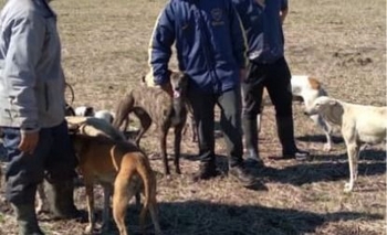 Imagen de la nota: Cazaban liebres con galgos y fueron infraccionados