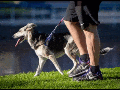 Imagen de la nota: Cuánto cuesta mantener  un perro saludable en Olavarría 