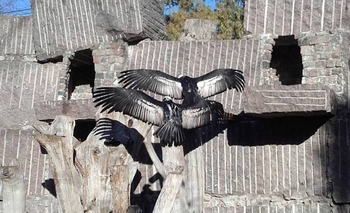 Imagen de la nota: Dos cóndores criados en La Máxima fueron liberados en Río Negro