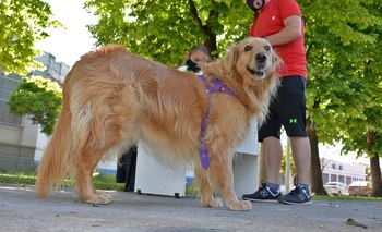 Imagen de la nota: Últimas jornadas de vacunación antirrábica del año