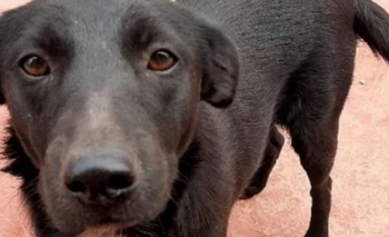 Imagen de la nota: Un detenido por violar, desmembrar y mutilar a una perrita en Jujuy