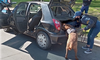 Imagen de la nota: El agente Cofee encontró marihuana en un operativo