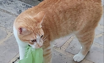 Imagen de la nota: Mascota perdida en el Nicolás Avellaneda: buscan a Franchesco