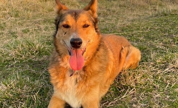 Imagen de la nota: “Leya” y “Justi” buscan una familia hace 4 meses