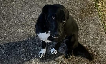 Imagen de la nota: Buscan familia para una perra: “Corre peligro estando en la calle”