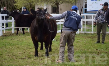 Imagen de la nota: Conocé los resultados de la Jura de Lotes Pedigree