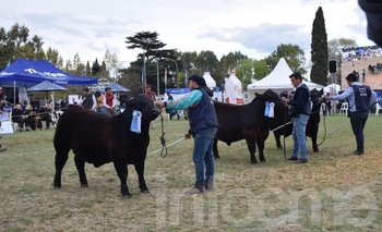 Imagen de la nota: Los premios de la 22° Exposición del Ternero Angus