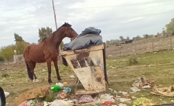 Vecinos reclaman un contenedor de basura Imagen de la nota: Vecinos reclaman un contenedor de basura