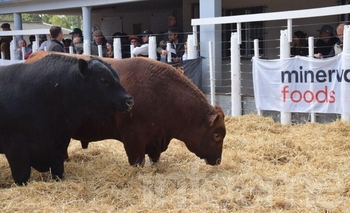 Imagen de la nota: Con un gran remate cerró la Exposición Nacional de Angus 