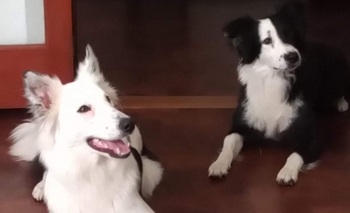 Imagen de la nota: Se manifestarán por dos perras envenenadas