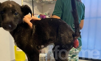 Imagen de la nota: Buscan adopción para una perrita abandonada