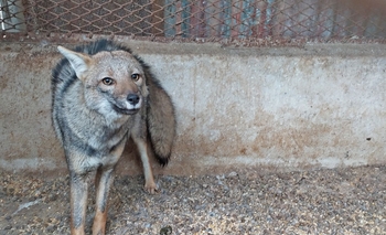 Rescataron un zorro gris y rehabilitaron a una comadreja colorada Imagen de la nota: Rescataron un zorro gris y rehabilitaron a una comadreja colorada