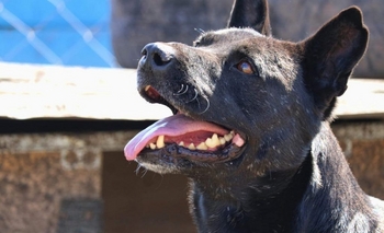 Imagen de la nota: Campaña anual de vacunación antirrábica: cronograma semanal