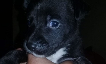 La búsqueda de un hogar: siete cachorritos esperan a ser adoptados Imagen de la nota: La búsqueda de un hogar: siete cachorritos esperan a ser adoptados