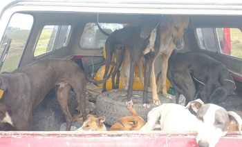 Cazaban avestruces con perros en Recalde y fueron aprehendidos Imagen de la nota: Cazaban avestruces con perros en Recalde y fueron aprehendidos