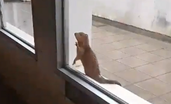 Imagen de la nota: Encontraron una comadreja en el Hospital y la llevaron a La Máxima