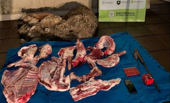 Imagen de la nota: Abigeato: allanaron la casa de un delincuente que robó dos ovejas