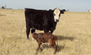 Imagen de la nota: Inseguridad: Entraron a su campo y le robaron dos terneros recién nacidos
