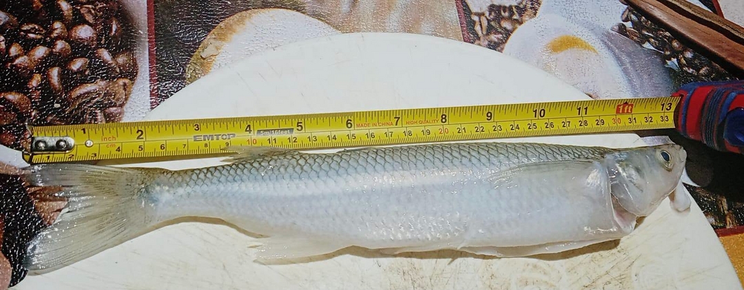 Veda de pesca de pejerrey: cómo afecta a las lagunas de Olavarría y la región- Veda de pesca de pejerrey: cómo afecta a las lagunas de Olavarría y la región