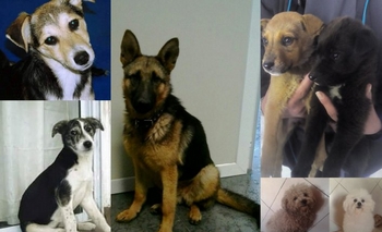 Imagen de la nota: Mascotas perdidas y en adopción