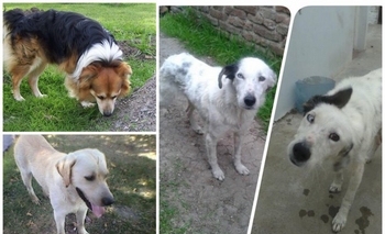 Imagen de la nota: Mascotas perdidas y en adopción
