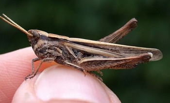 Imagen de la nota: Jornada de Lucha contra las Plagas