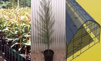 Imagen de la nota: Buscan crear un vivero forestal en el CEMO 