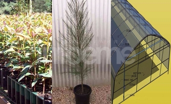 Imagen de la nota: Buscan crear un vivero forestal en el CEMO 