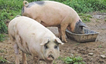 Imagen de la nota: Alerta por sospecha de triquinosis en distintos distritos bonaerenses