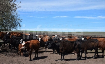 Imagen de la nota: Incautaron cerca de 300 vacunos invasores