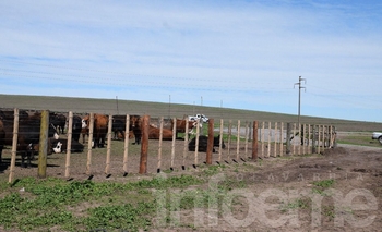 Imagen de la nota: Animales invasores: preparan el remate en Recalde 